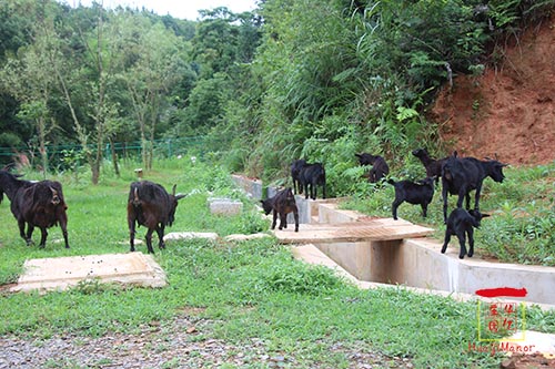 湖南華億生態(tài)農(nóng)業(yè)發(fā)展有限責(zé)任公司,株洲農(nóng)家樂,湖南戶外拓展,株洲哪里好玩,自助燒烤,露營,會議團(tuán)體接待