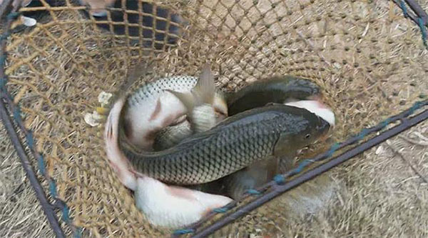 湖南華億生態(tài)農(nóng)業(yè)發(fā)展有限責(zé)任公司,株洲農(nóng)家樂,湖南戶外拓展,株洲哪里好玩,自助燒烤,露營,會議團體接待