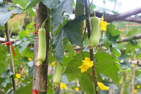 湖南華億生態(tài)農(nóng)業(yè)發(fā)展有限責(zé)任公司,株洲農(nóng)家樂,湖南戶外拓展,株洲哪里好玩,自助燒烤,露營,會(huì)議團(tuán)體接待