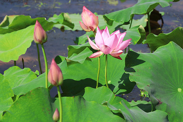 湖南華億生態(tài)農(nóng)業(yè)發(fā)展有限責(zé)任公司,株洲農(nóng)家樂,湖南戶外拓展,株洲哪里好玩,自助燒烤,露營(yíng),會(huì)議團(tuán)體接待