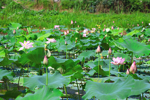 湖南華億生態(tài)農(nóng)業(yè)發(fā)展有限責(zé)任公司,株洲農(nóng)家樂,湖南戶外拓展,株洲哪里好玩,自助燒烤,露營(yíng),會(huì)議團(tuán)體接待