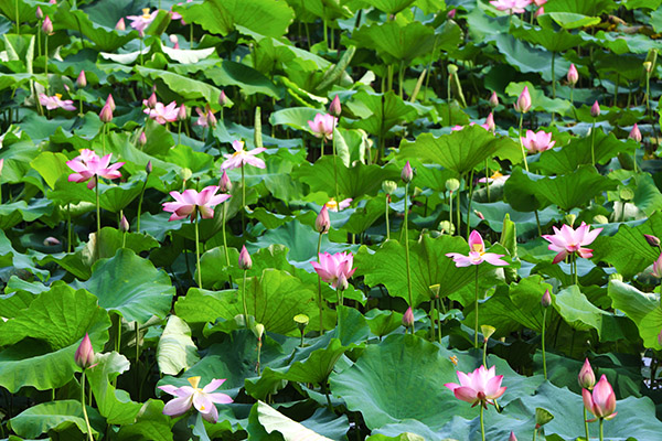 湖南華億生態(tài)農(nóng)業(yè)發(fā)展有限責(zé)任公司,株洲農(nóng)家樂,湖南戶外拓展,株洲哪里好玩,自助燒烤,露營(yíng),會(huì)議團(tuán)體接待