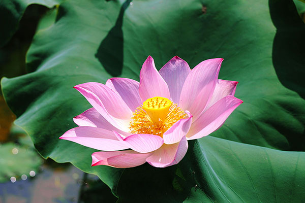 湖南華億生態(tài)農(nóng)業(yè)發(fā)展有限責(zé)任公司,株洲農(nóng)家樂,湖南戶外拓展,株洲哪里好玩,自助燒烤,露營(yíng),會(huì)議團(tuán)體接待