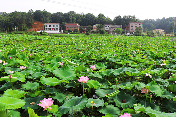 湖南華億生態(tài)農(nóng)業(yè)發(fā)展有限責(zé)任公司,株洲農(nóng)家樂,湖南戶外拓展,株洲哪里好玩,自助燒烤,露營(yíng),會(huì)議團(tuán)體接待