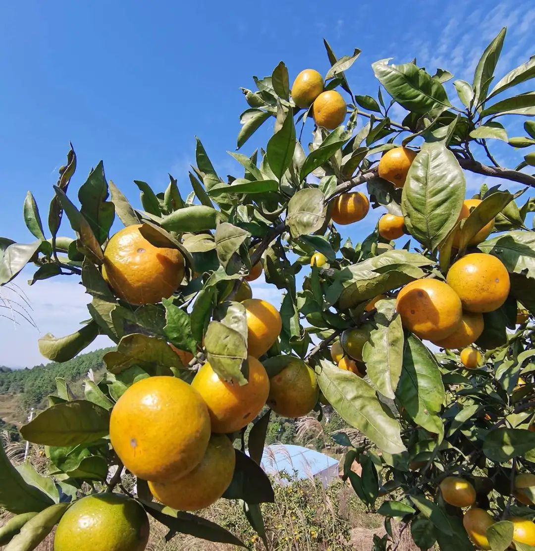 戶外拓展,自助燒烤,露營,會議團體接待，團建，