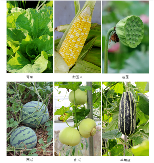 戶外拓展,自助燒烤,露營,會議團體接待，團建，